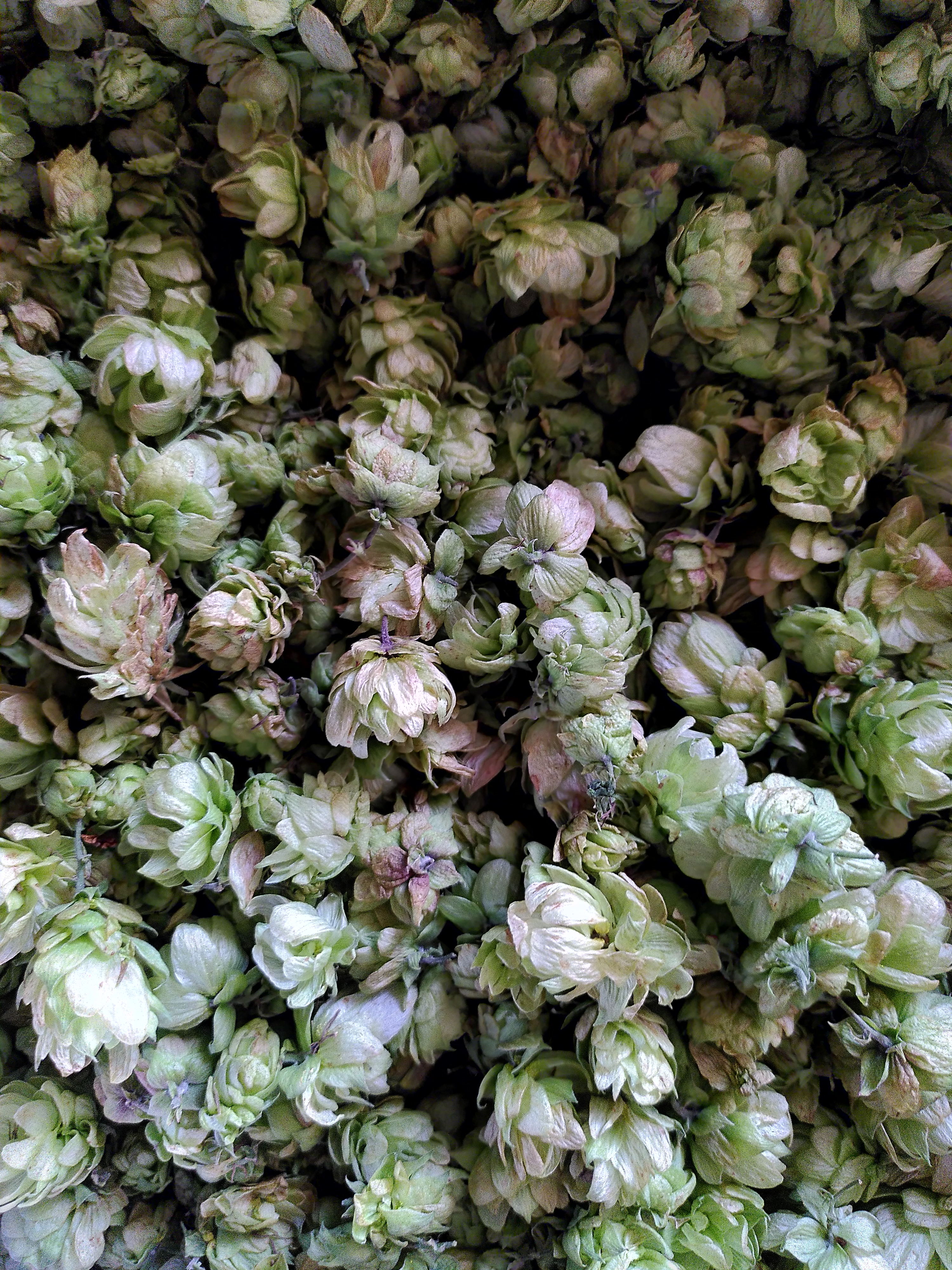 Récolte de houblon